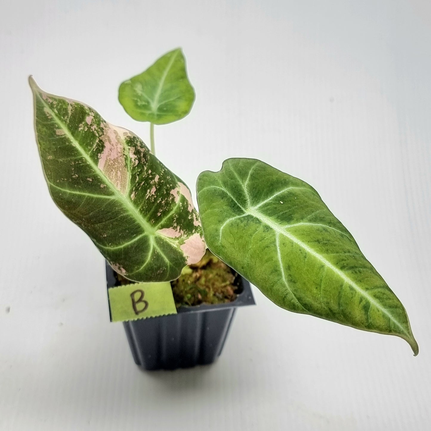 Alocasia black velvet Pink Variegated