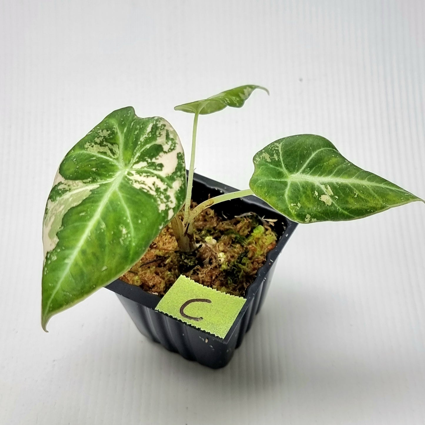 Alocasia black velvet Pink Variegated