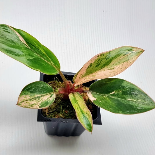 Philodendron Red Congo Mint