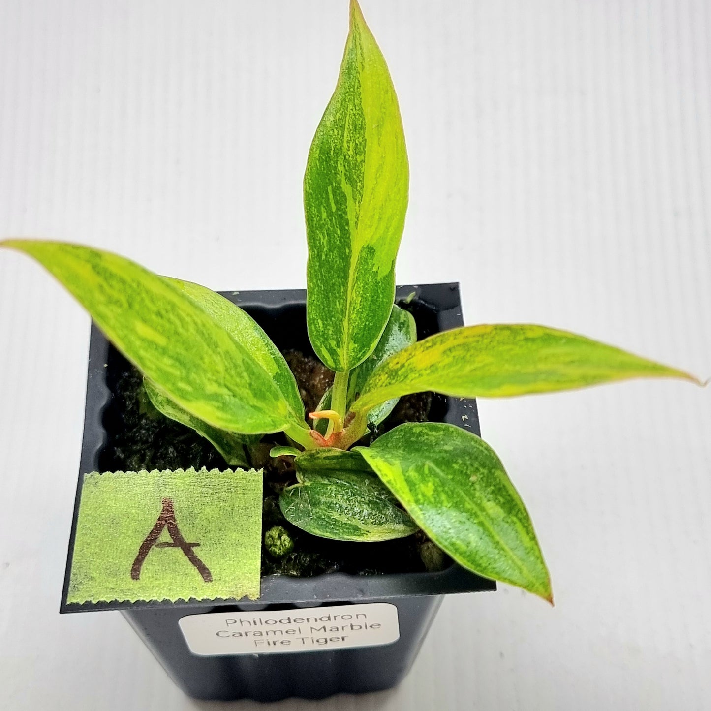 Philodendron Fire Tiger