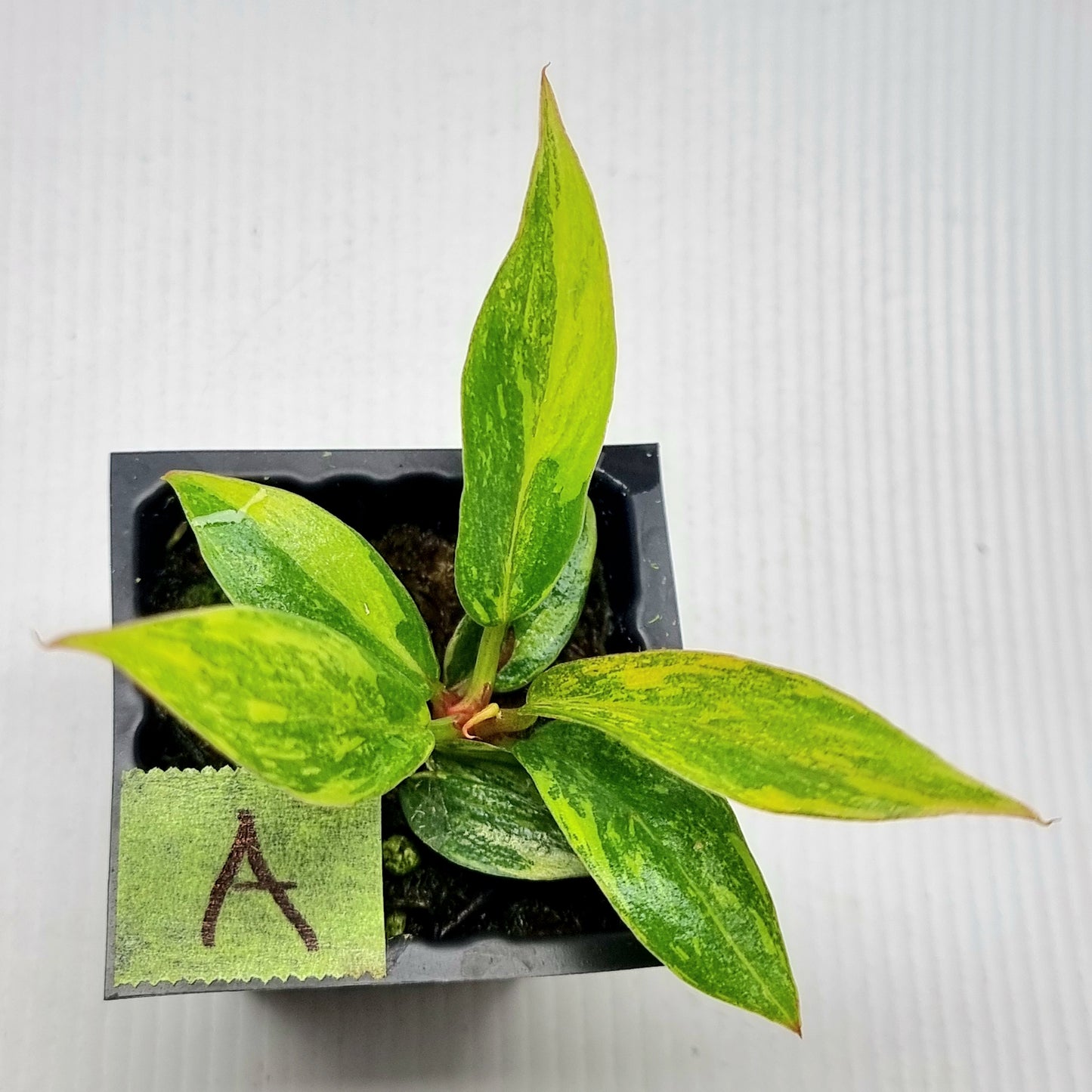 Philodendron Fire Tiger