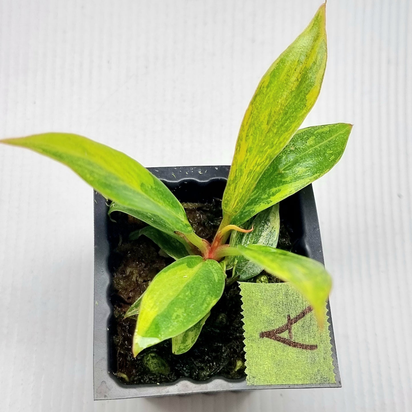 Philodendron Fire Tiger