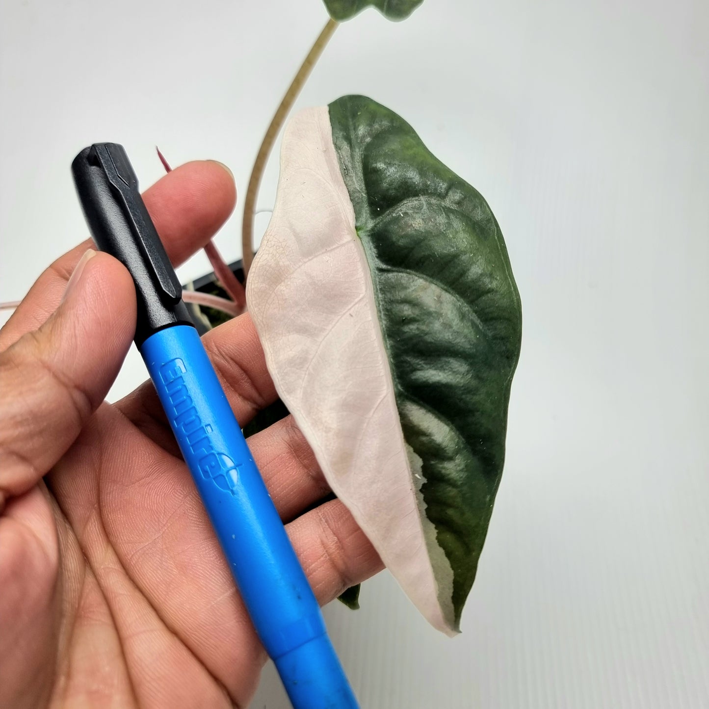 Alocasia Chantrieri Pink Variegated
