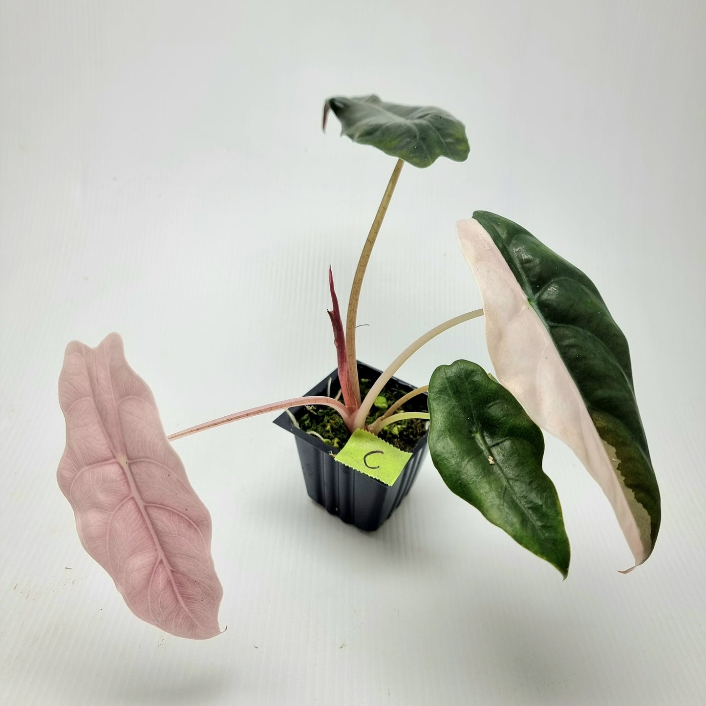 Alocasia Chantrieri Pink Variegated