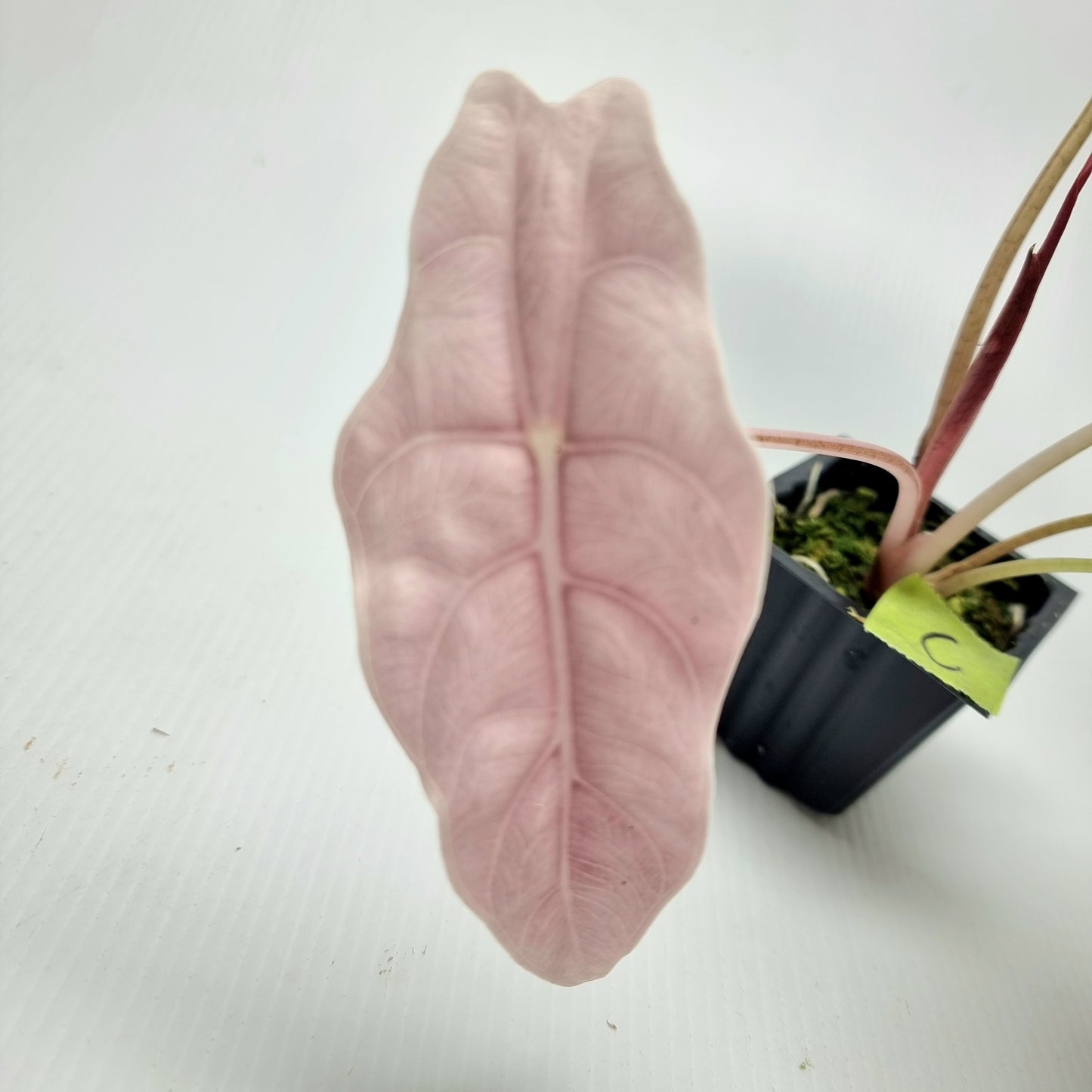 Alocasia Chantrieri Pink Variegated