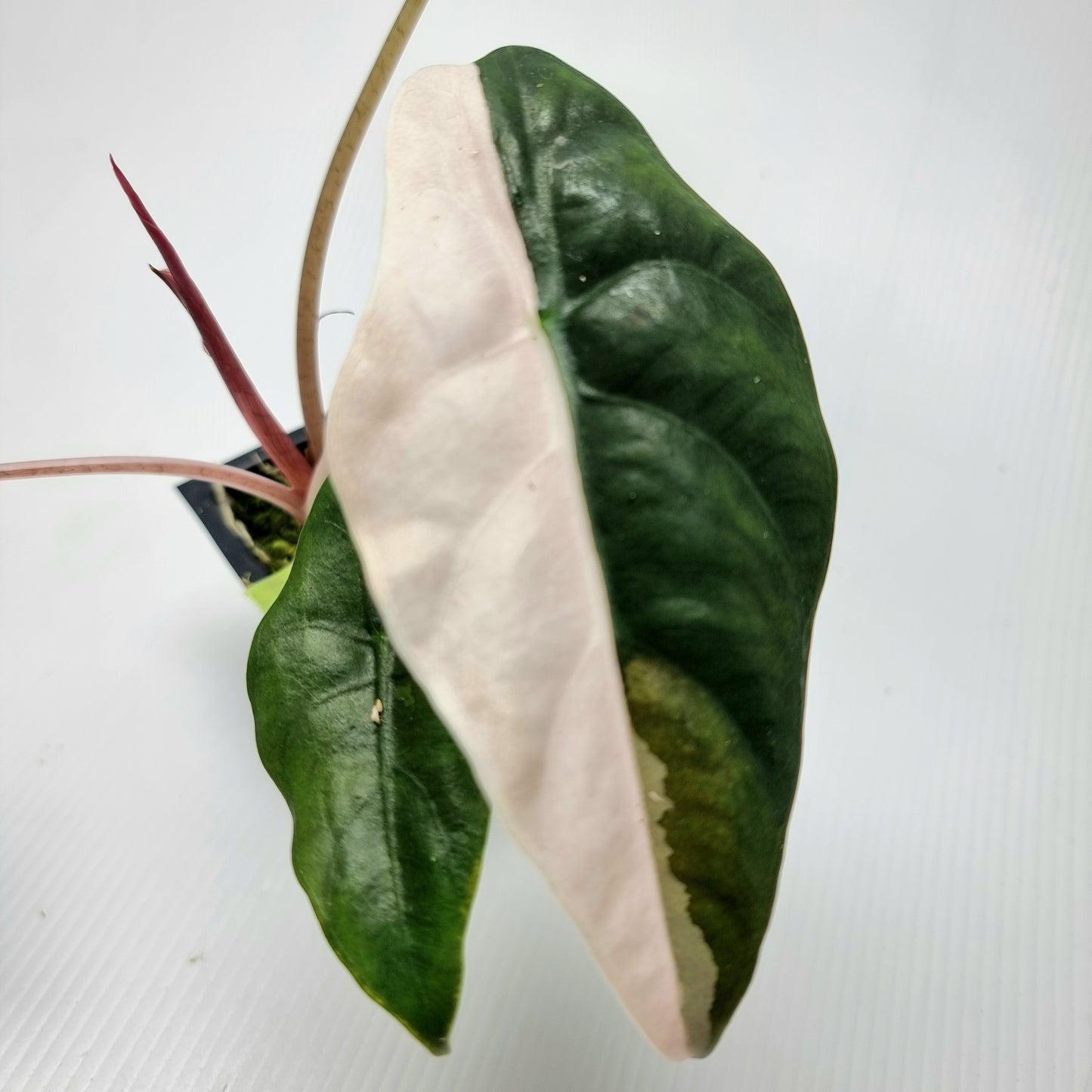 Alocasia Chantrieri Pink Variegated