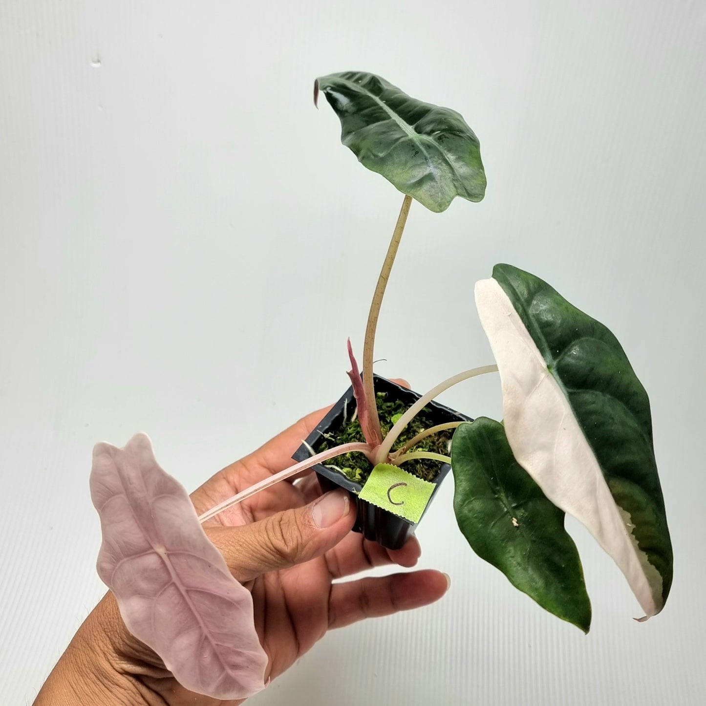 Alocasia Chantrieri Pink Variegated