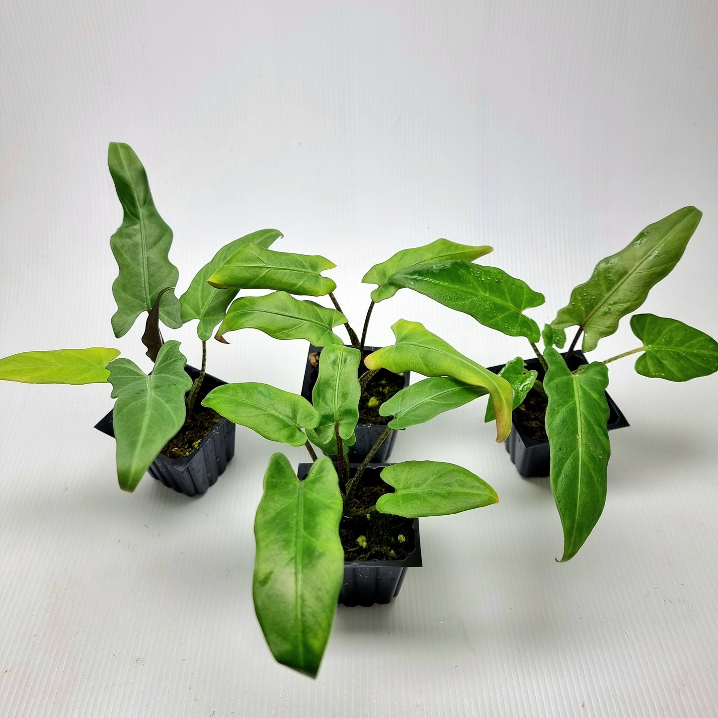 Alocasia Lauterbachiana Aurea REVERTED