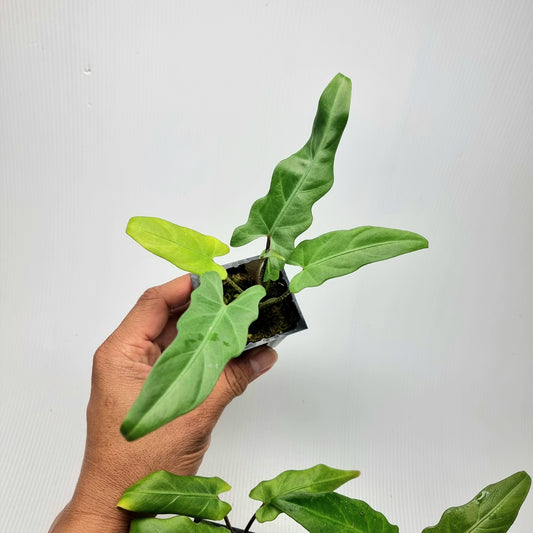 Alocasia Lauterbachiana Aurea REVERTED