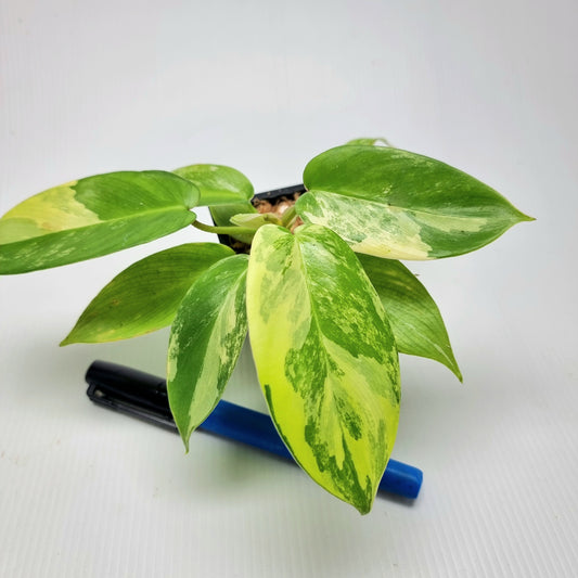 Philodendron squamiferum X P. Florida Beauty Variegated
