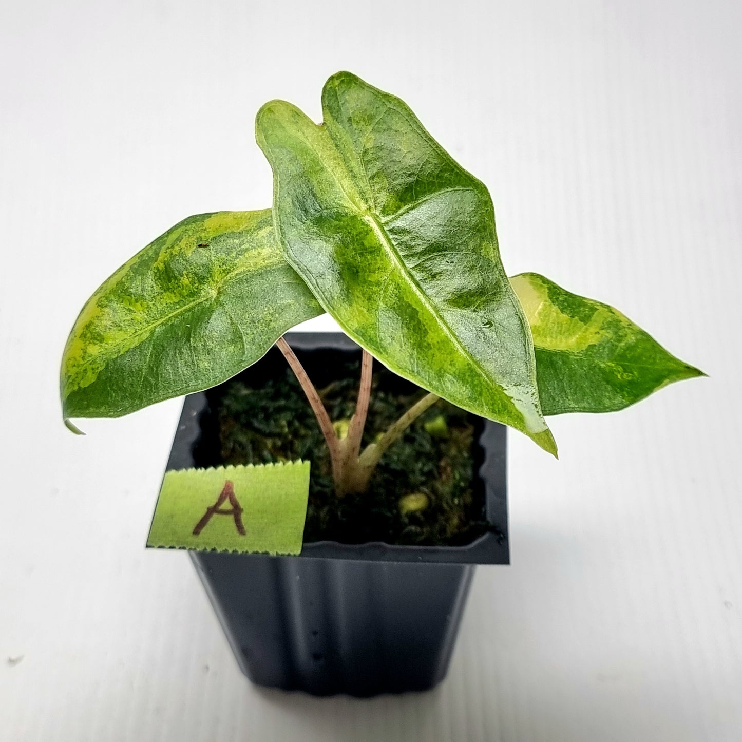 Alocasia pseudosanderiana Aurea Variegated