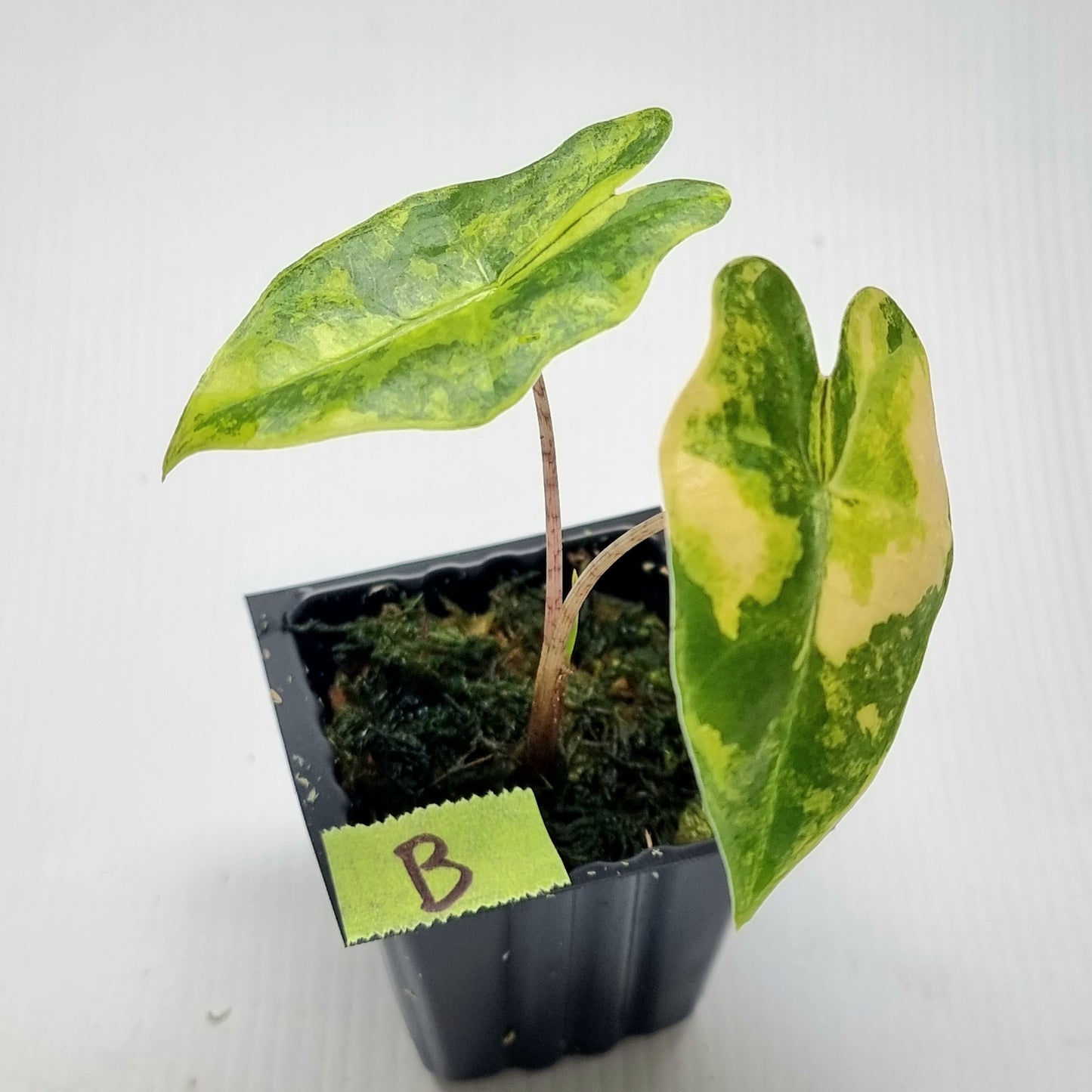 Alocasia pseudosanderiana Aurea Variegated