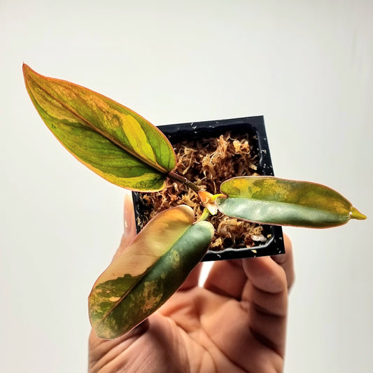 Philodendron atabapoense Pink Variegated