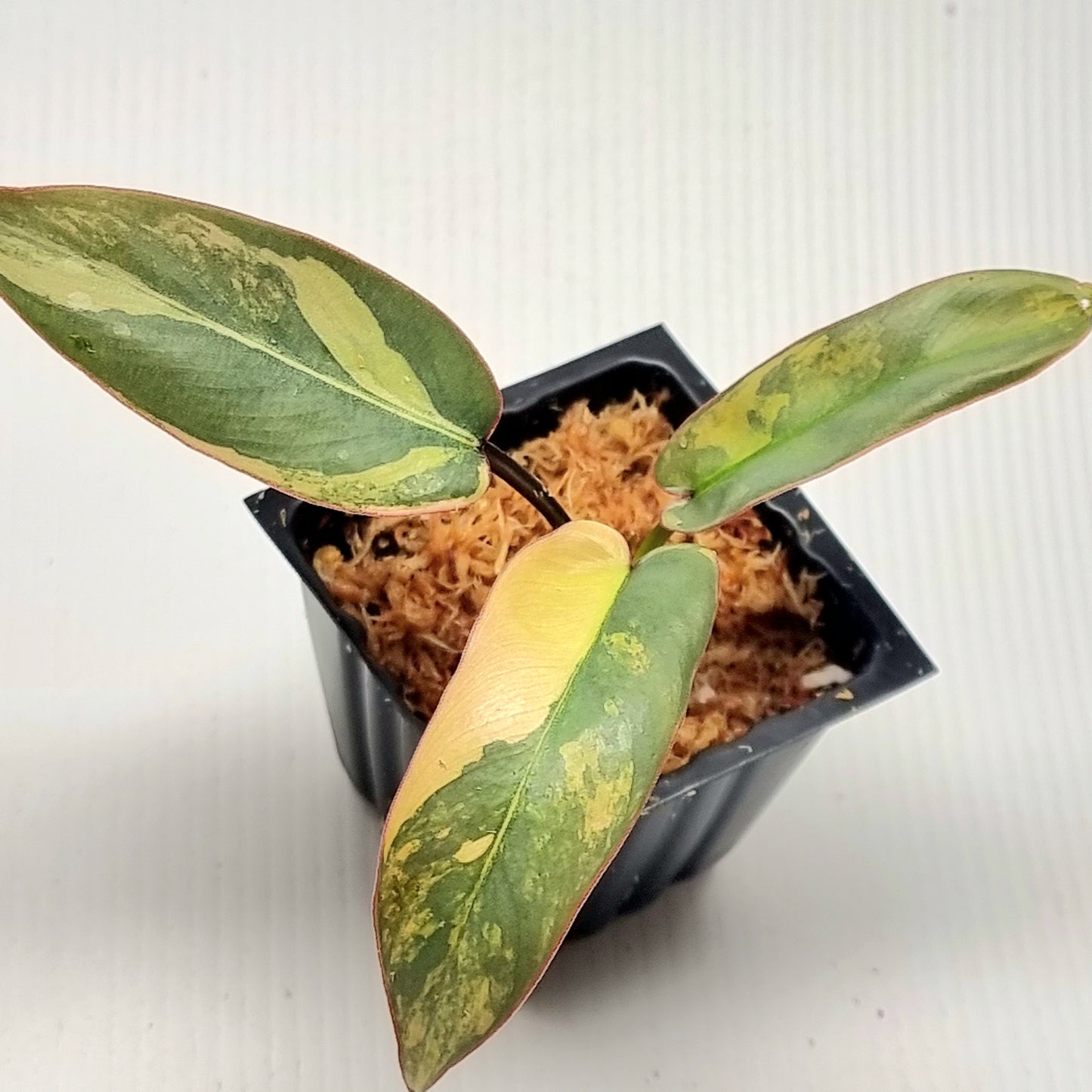 Philodendron atabapoense Pink Variegated