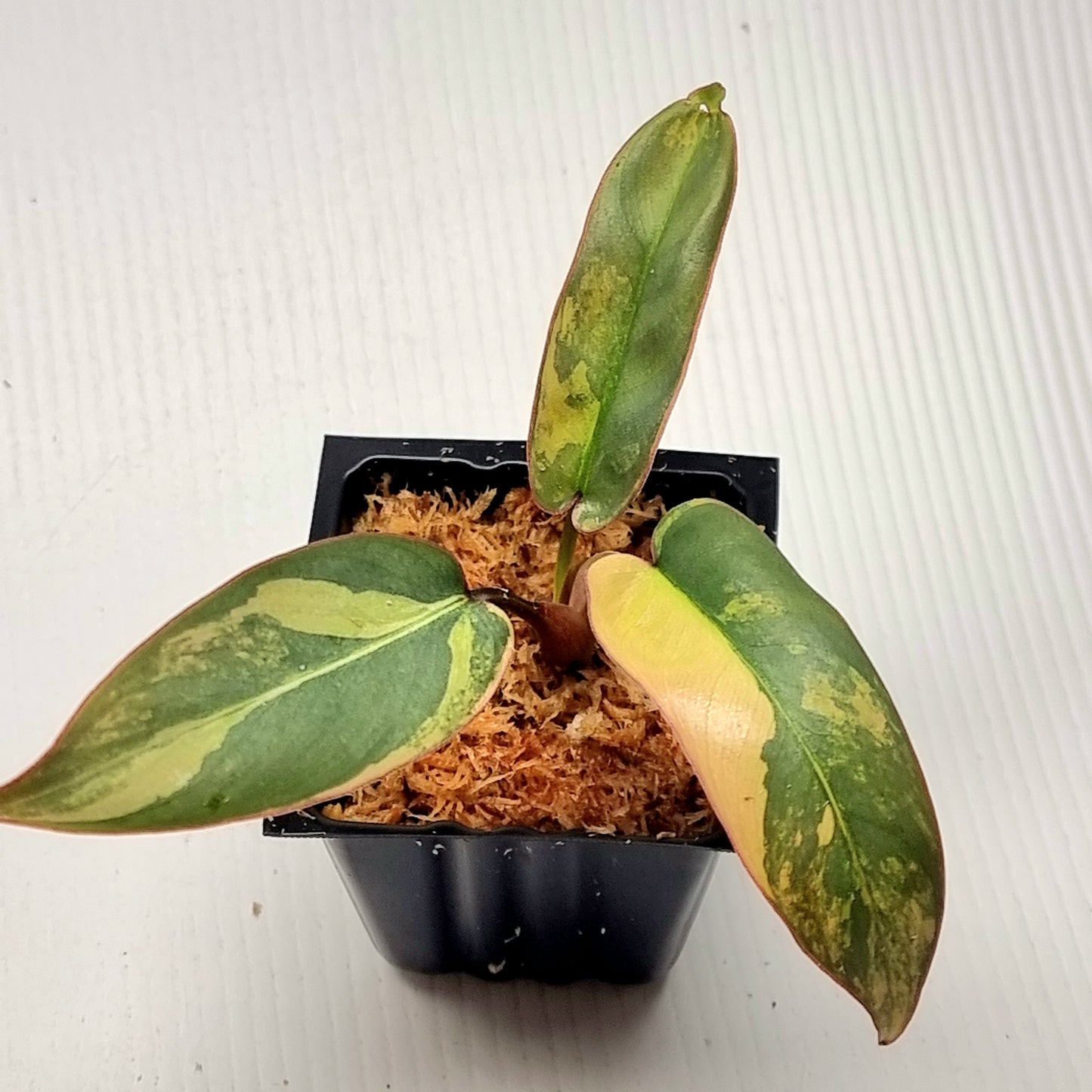 Philodendron atabapoense Pink Variegated