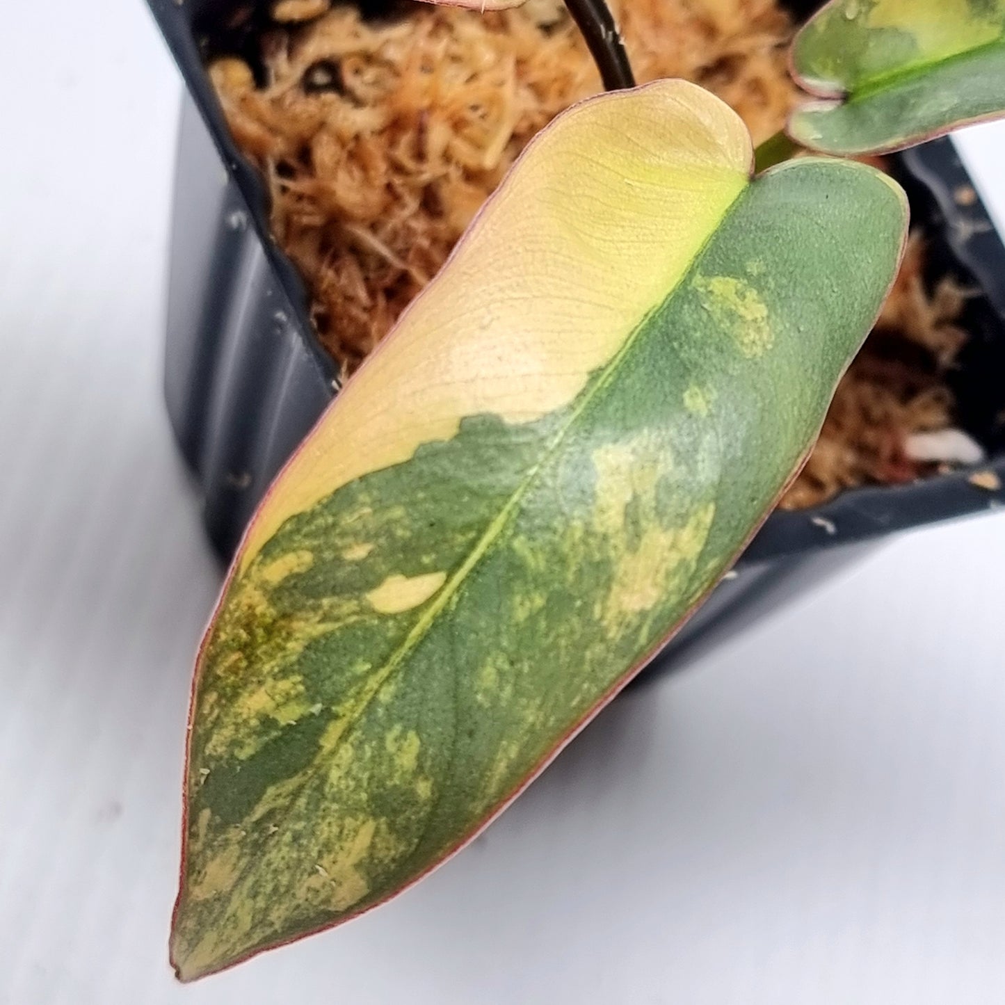 Philodendron atabapoense Pink Variegated