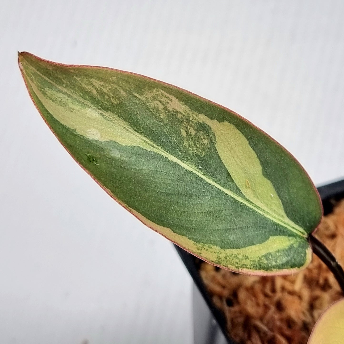Philodendron atabapoense Pink Variegated
