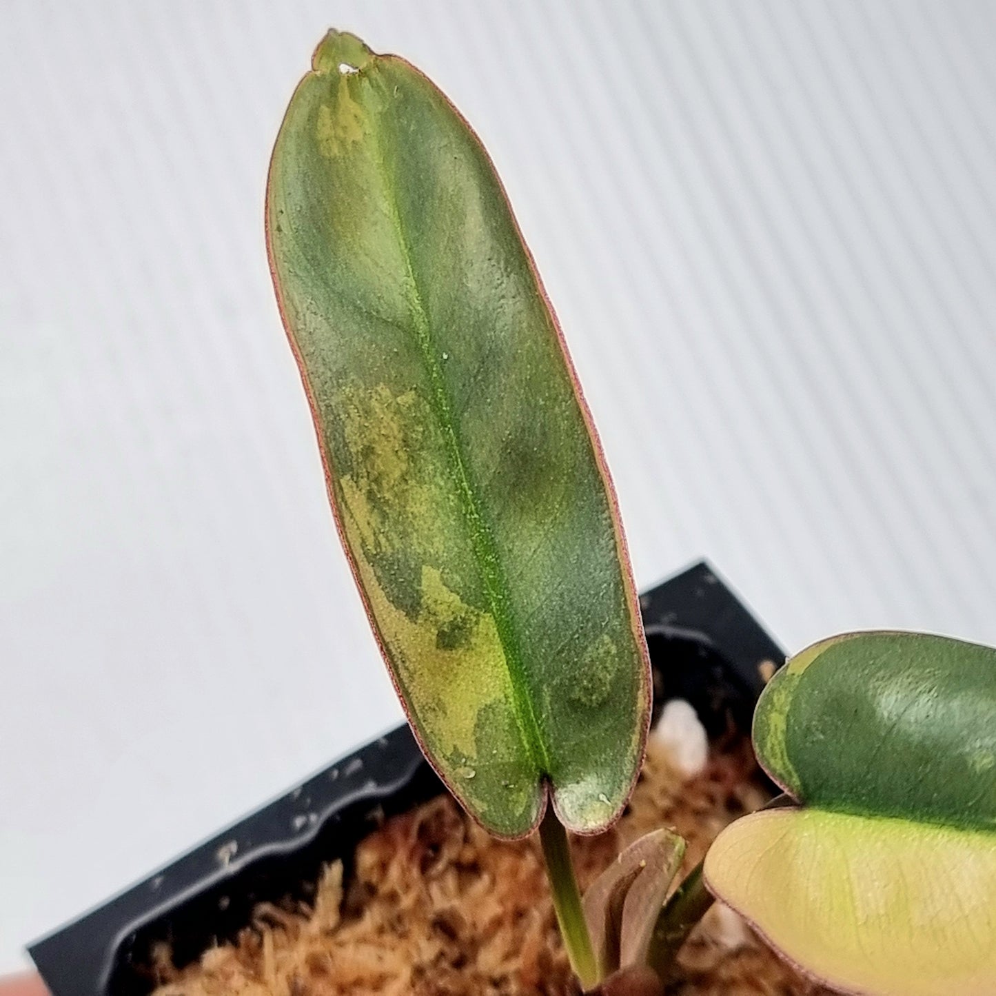 Philodendron atabapoense Pink Variegated