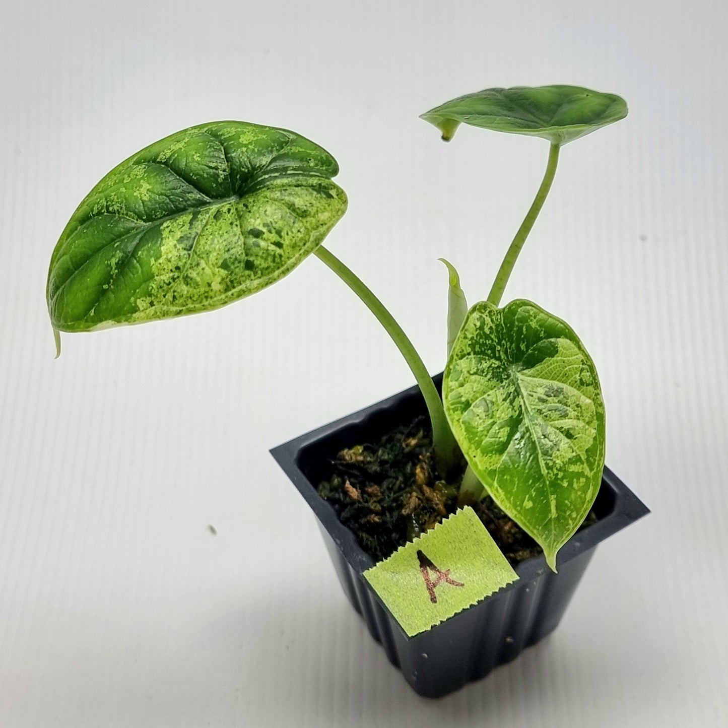 Alocasia Dragon Scale Mint