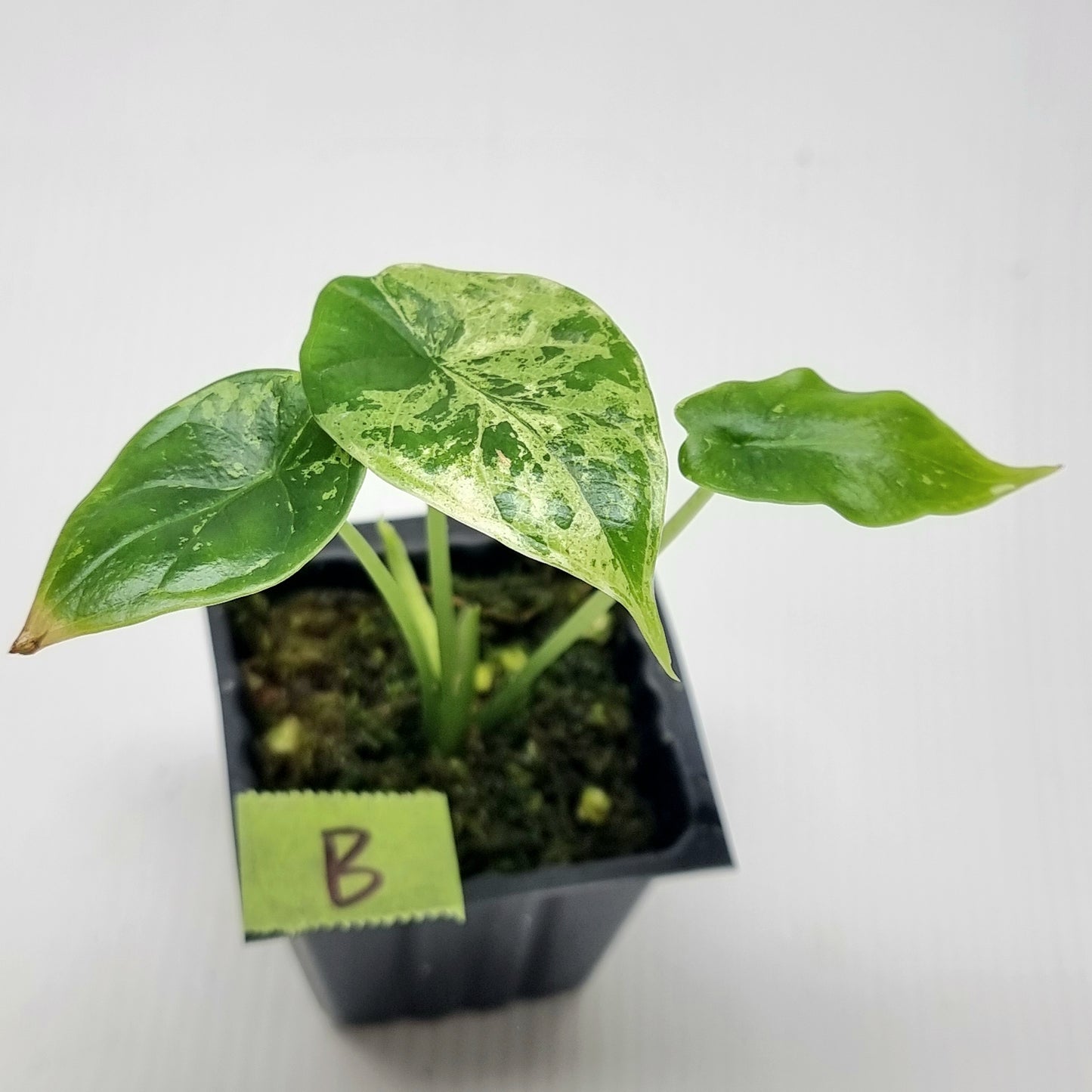 Alocasia Dragon Scale Mint