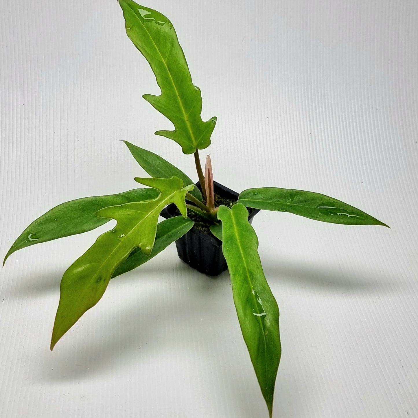Philodendron Florida Beauty x P. tortum