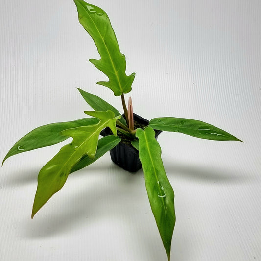 Philodendron Florida Beauty x P. tortum