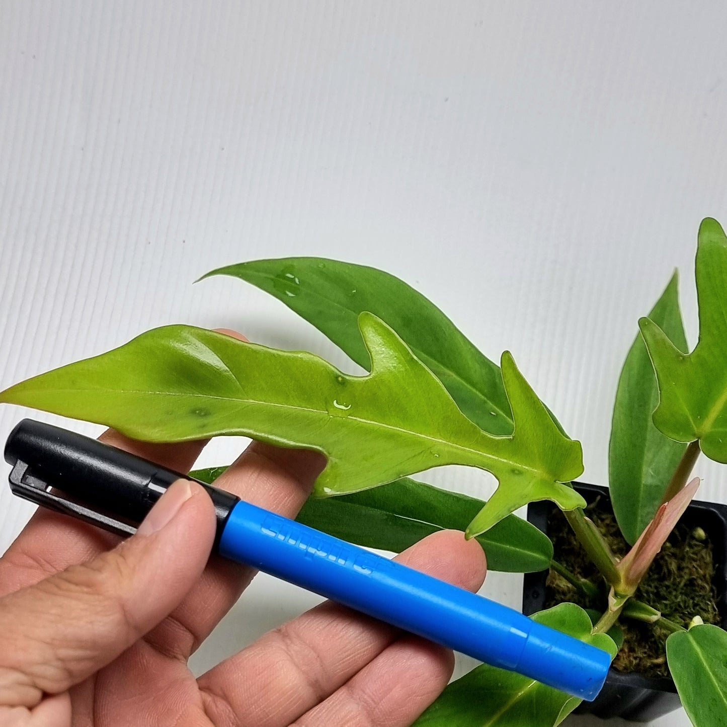 Philodendron Florida Beauty x P. tortum