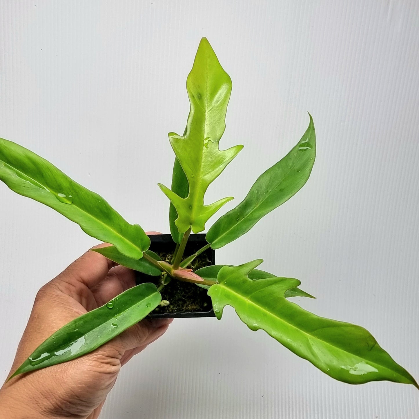 Philodendron Florida Beauty x P. tortum
