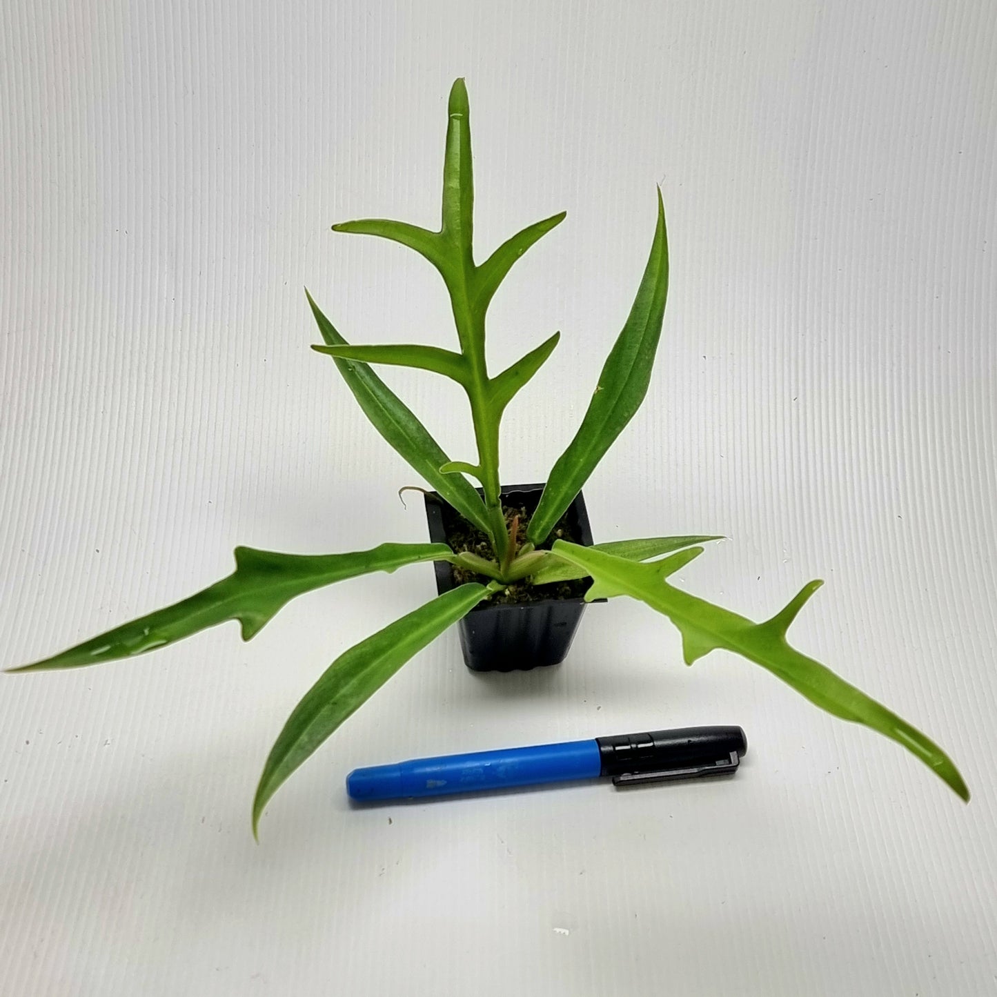 Philodendron tortum REVERTED