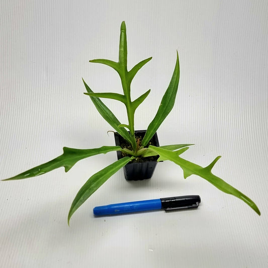 Philodendron tortum REVERTED