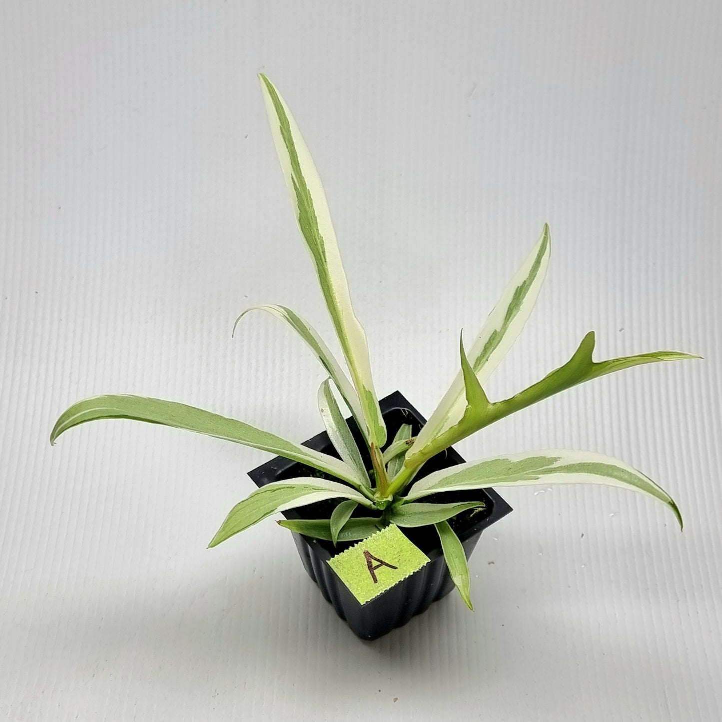 Philodendron tortum Albo Variegated