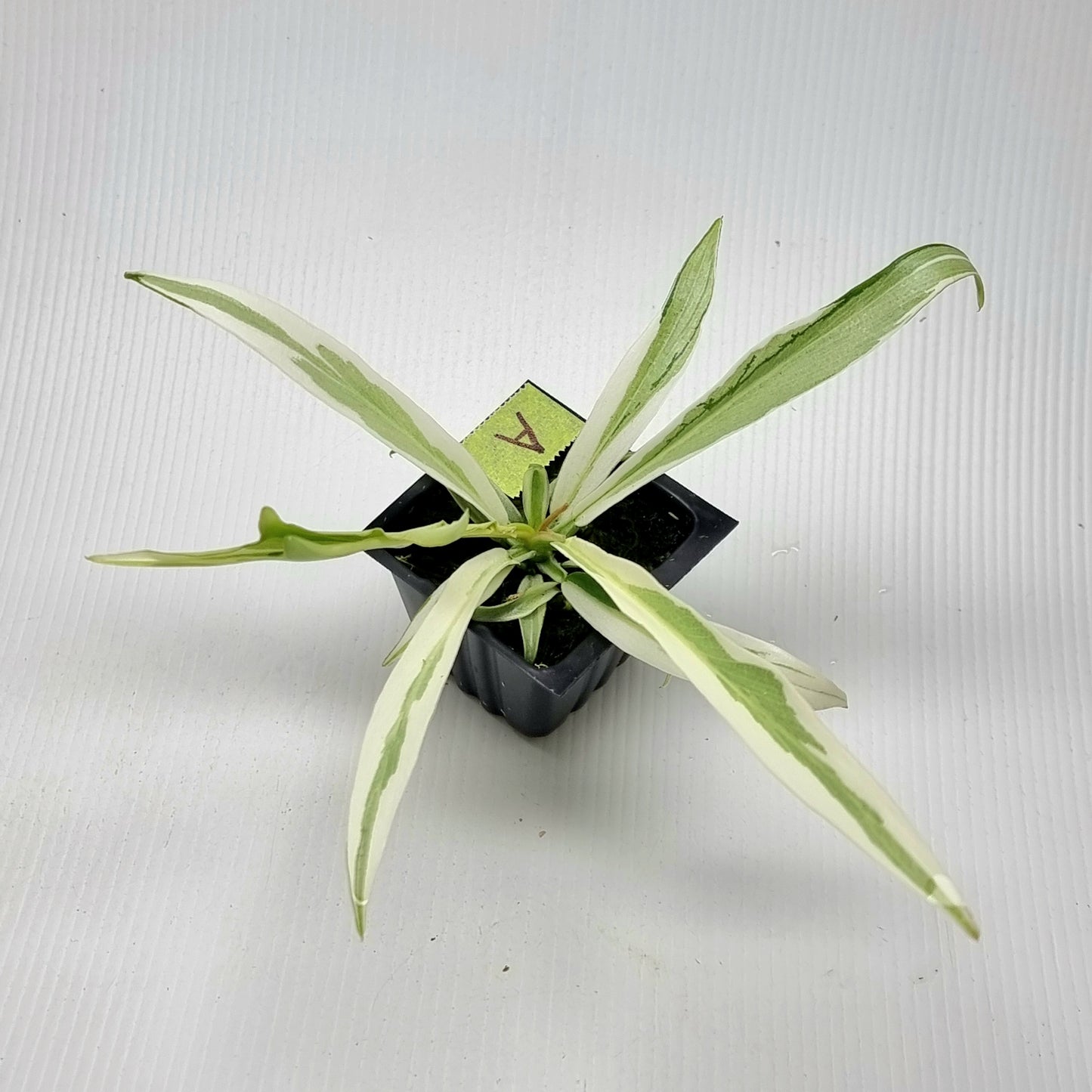 Philodendron tortum Albo Variegated