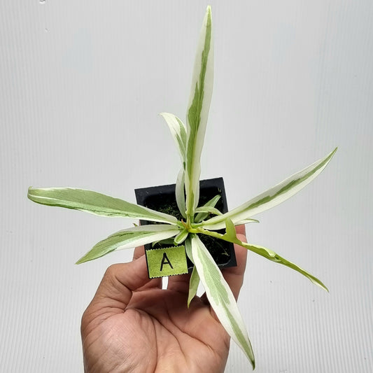 Philodendron tortum Albo Variegated