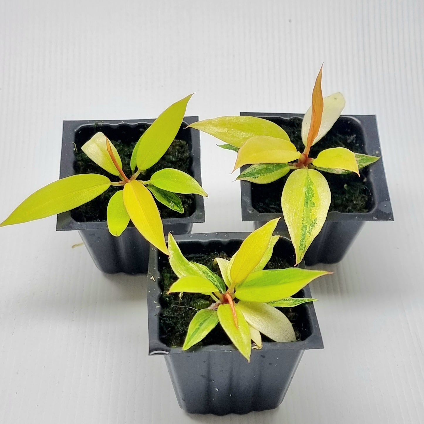 Philodendron Fire Tiger Mutation