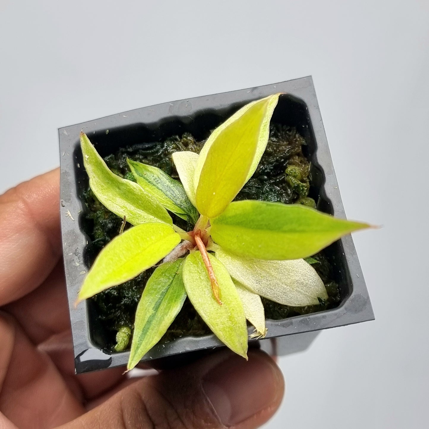 Philodendron Fire Tiger Mutation