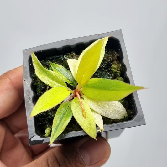 Philodendron Fire Tiger Mutation