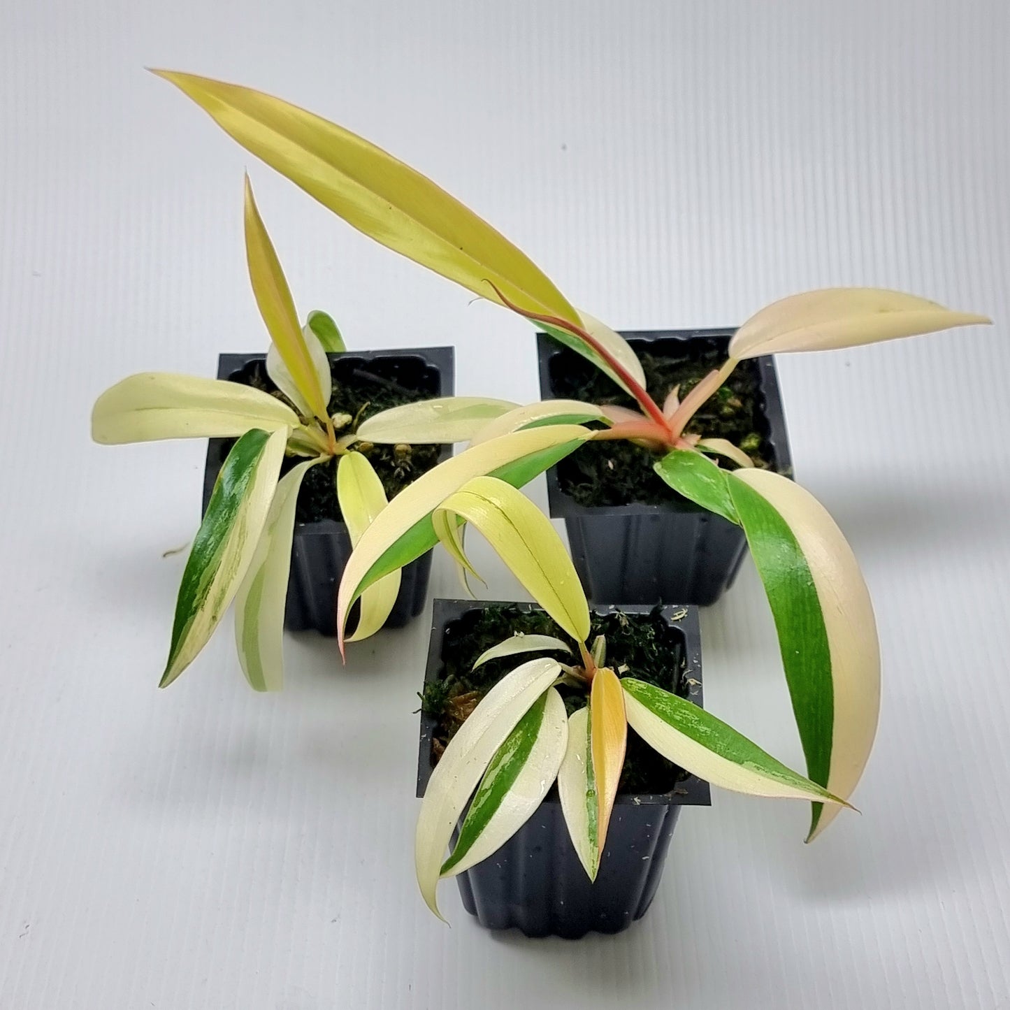 Philodendron Caramel Marble Highly Variegated