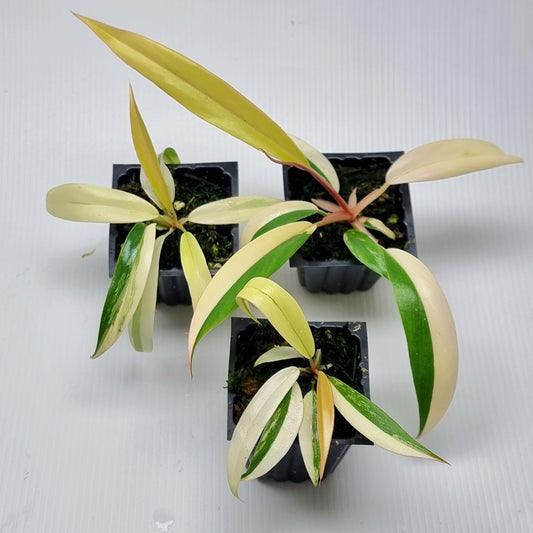 Philodendron Caramel Marble Highly Variegated
