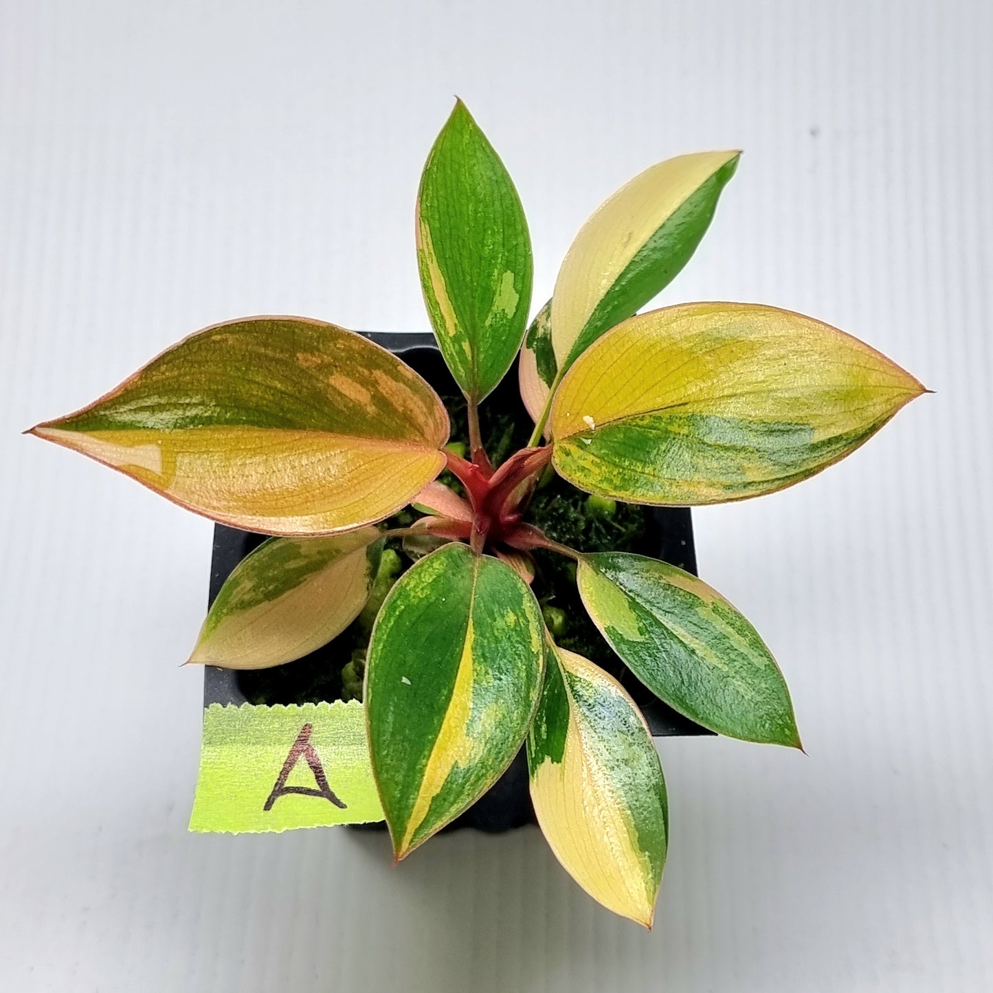 Philodendron Red Congo Variegated