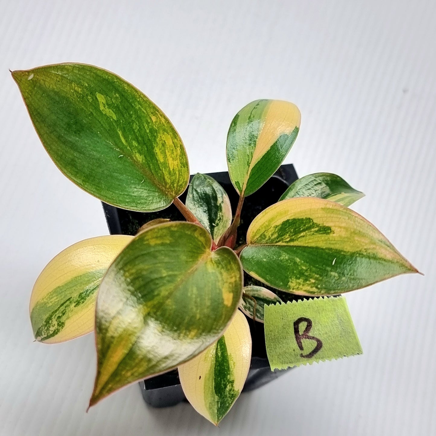 Philodendron Red Congo Variegated