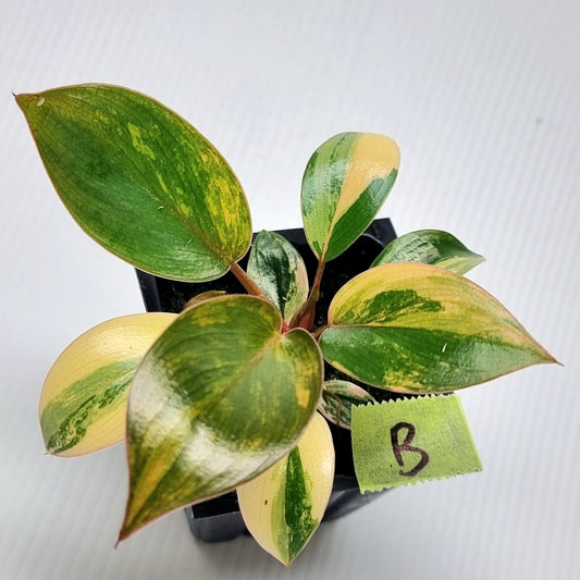 Philodendron Red Congo Variegated