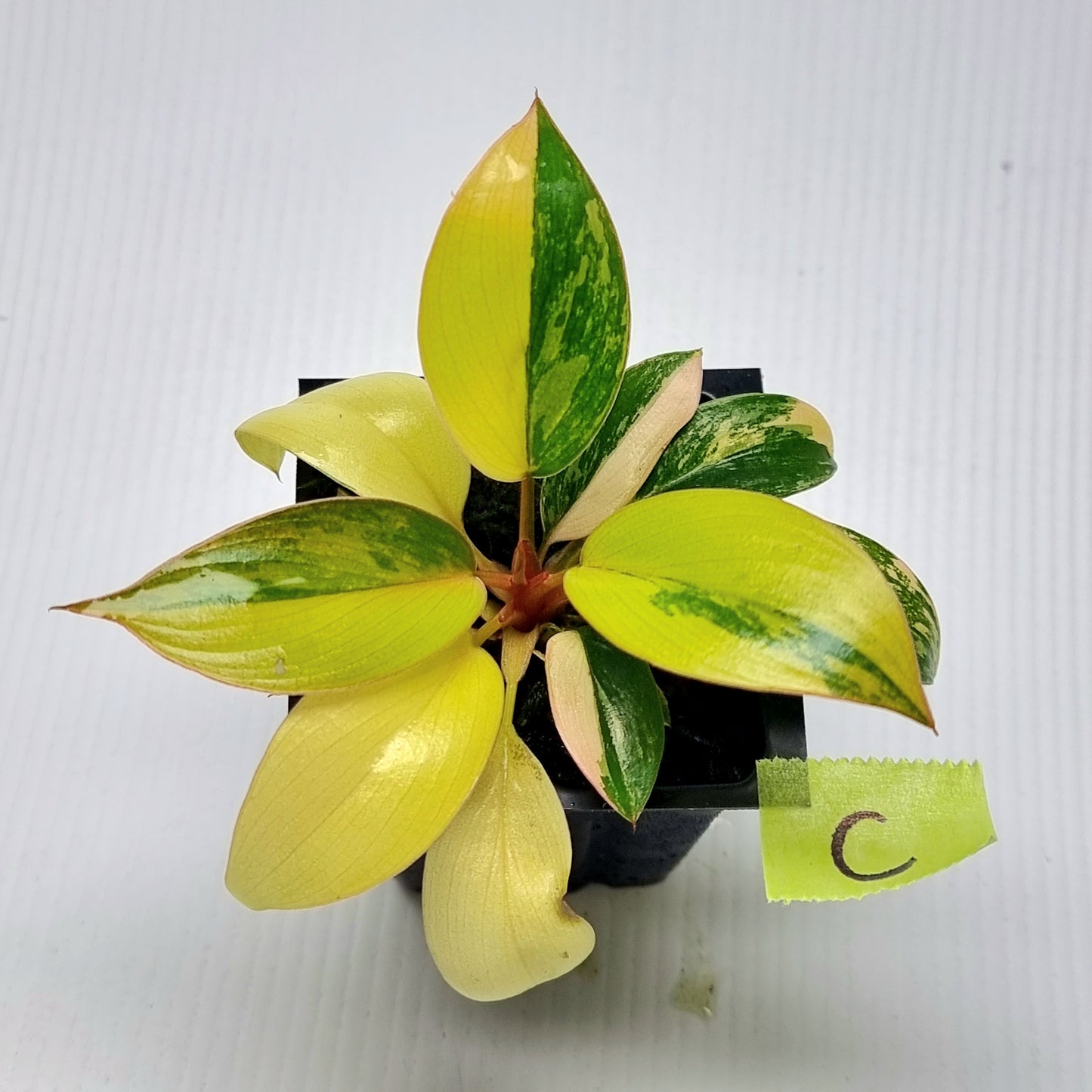 Philodendron Red Congo Variegated