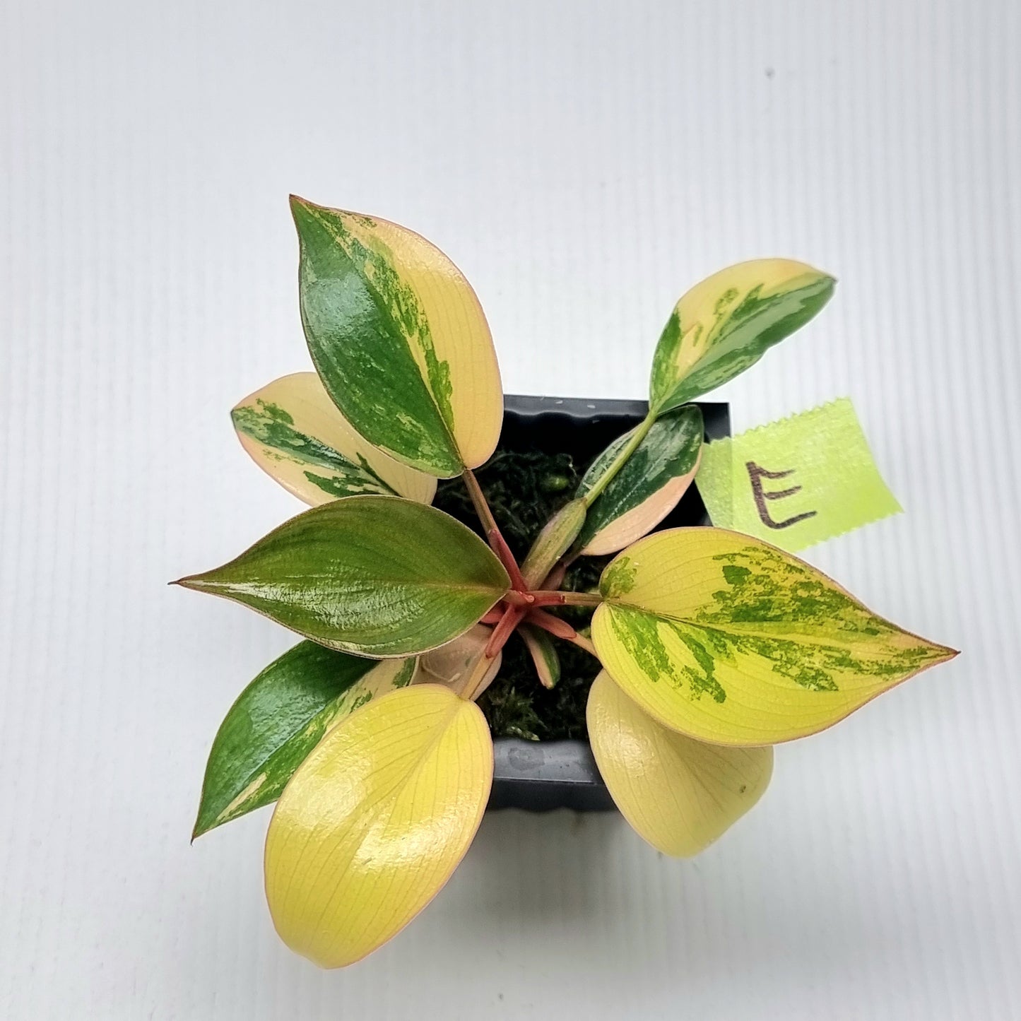 Philodendron Red Congo Variegated