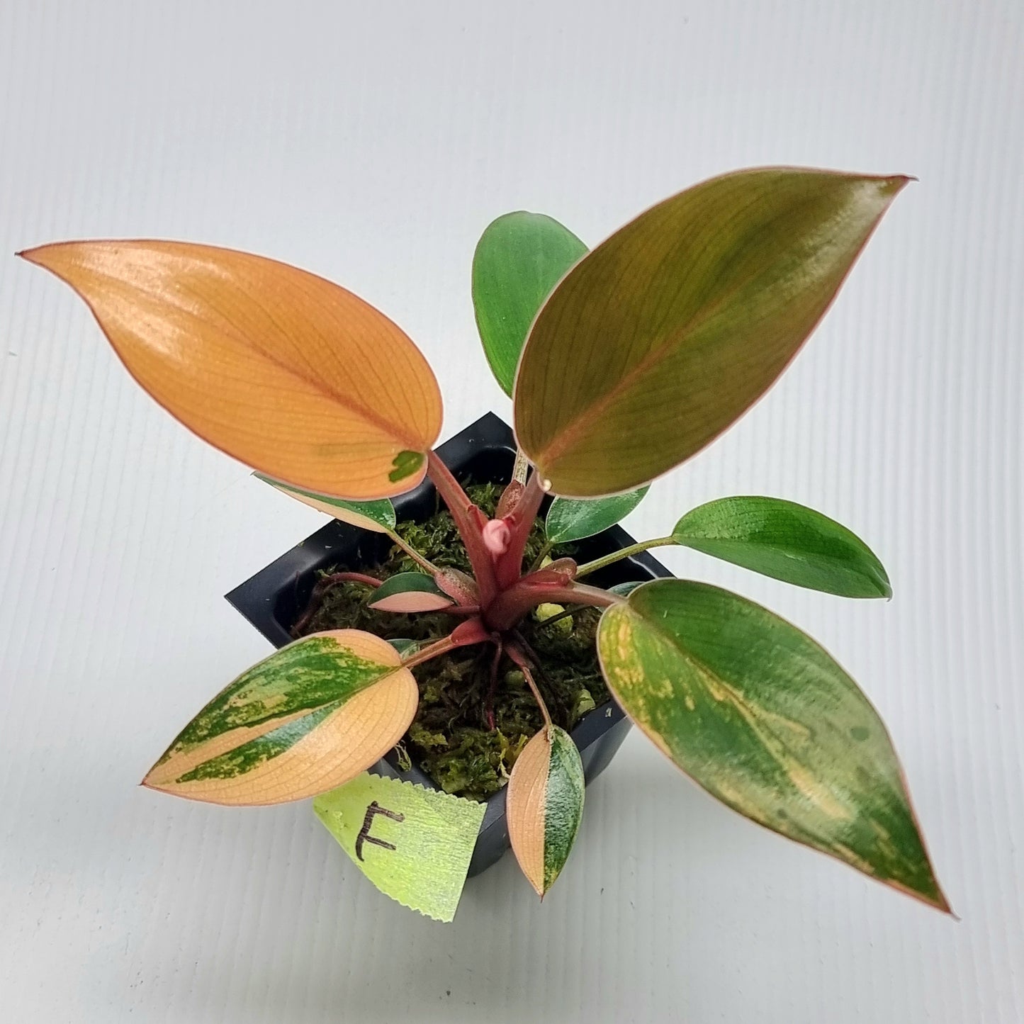 Philodendron Red Congo Variegated