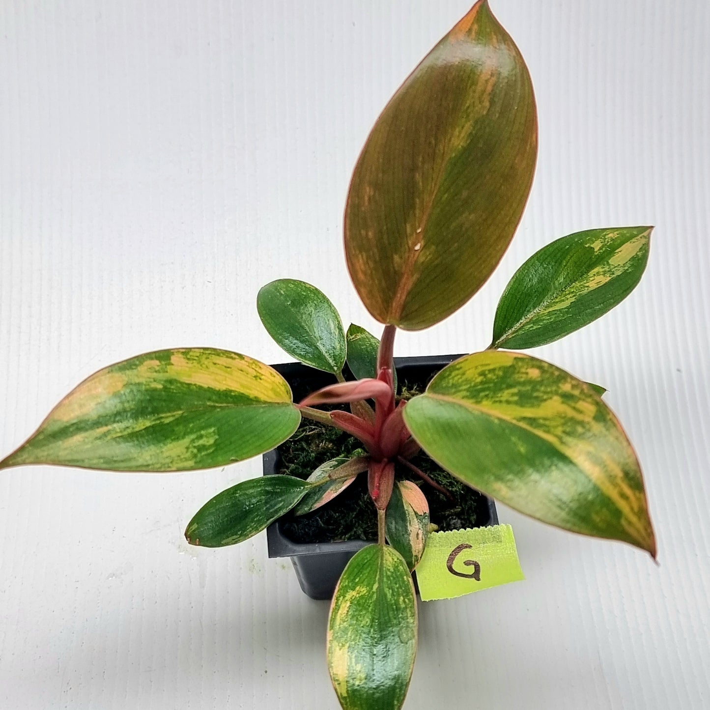 Philodendron Red Congo Variegated