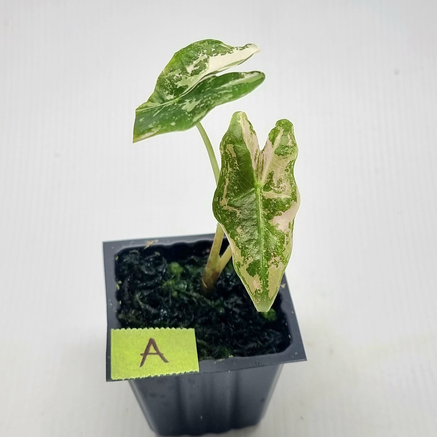 Alocasia sanderiana "Nobilis" Pink Variegated