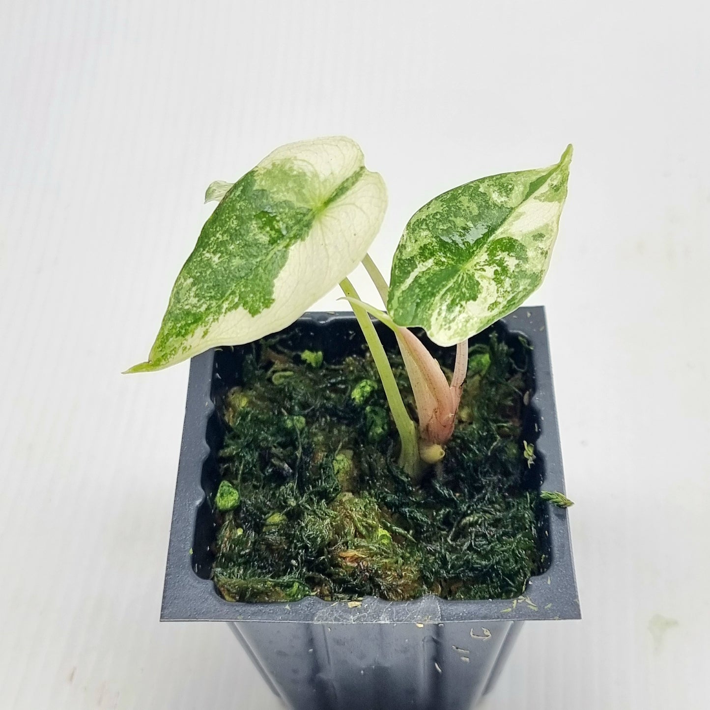Alocasia Nairobi Night Variegated