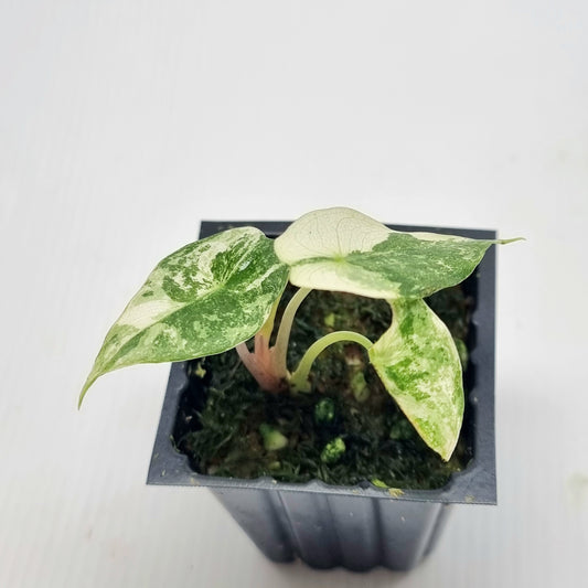 Alocasia Nairobi Night Variegated