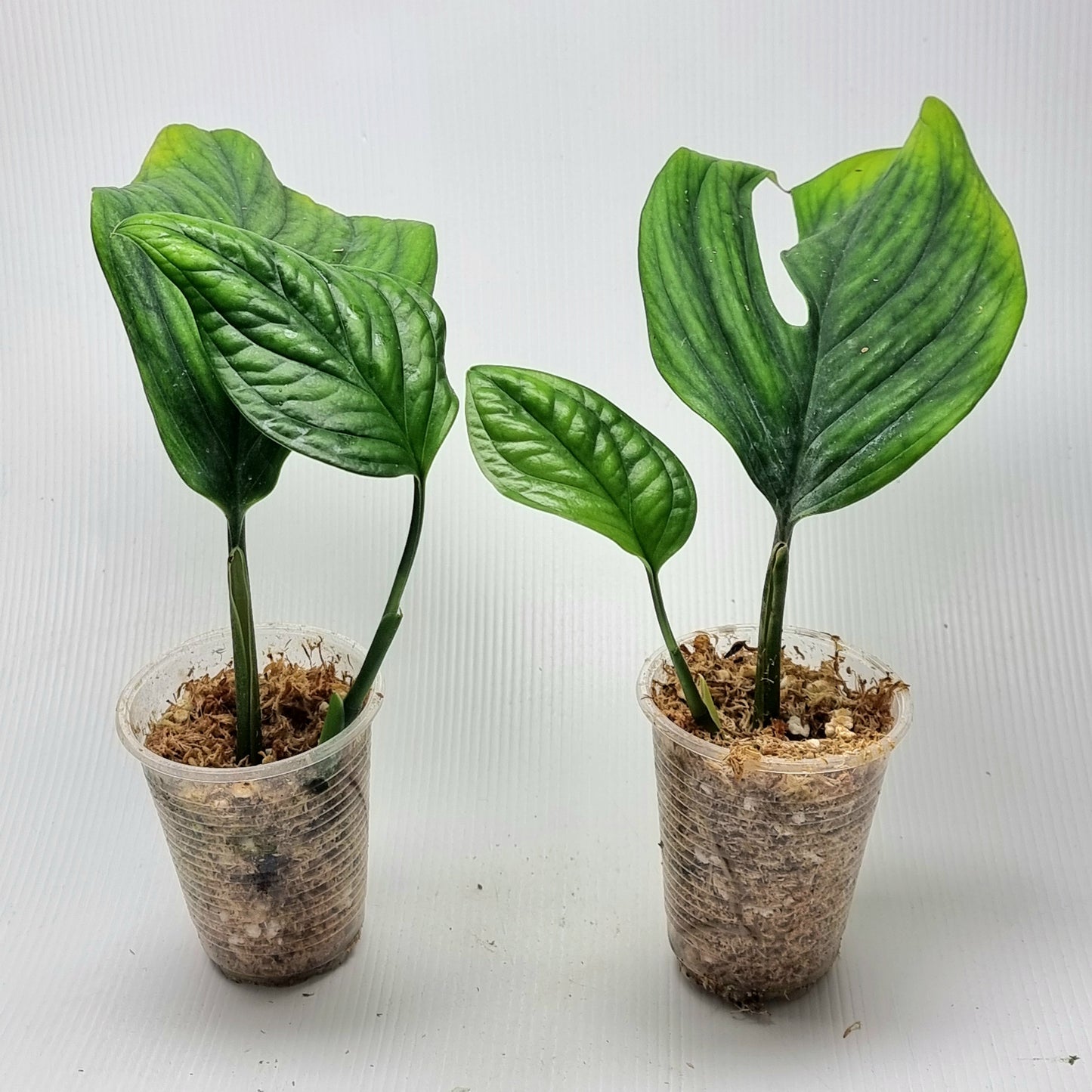Monstera pinnatipartita