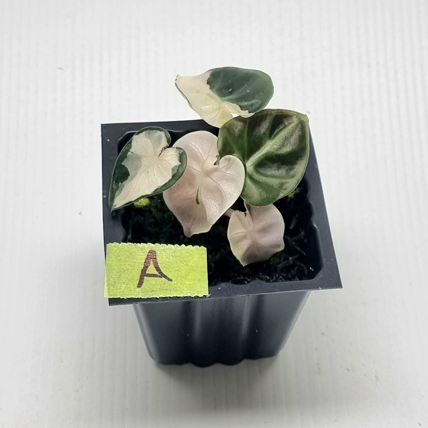Alocasia Heart Balloon Pink Variegated, 50mm